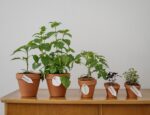 potted plants at different growth stages on top of a wooden table