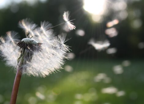 bloomed dandelion flower blowing seedhead in the wind