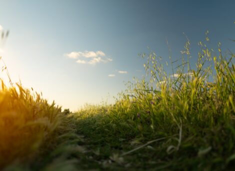 grassy field with sunshine and blue skies