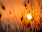 sunset in grassy field