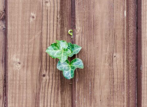 green leaves growing out of a brown wooden fence