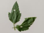 two green leaves against white background