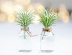 two green-leafed plants in clear vials