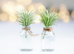 two green-leafed plants in clear vials