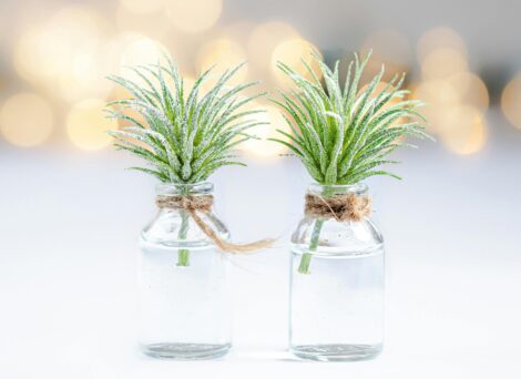 two green-leafed plants in clear vials